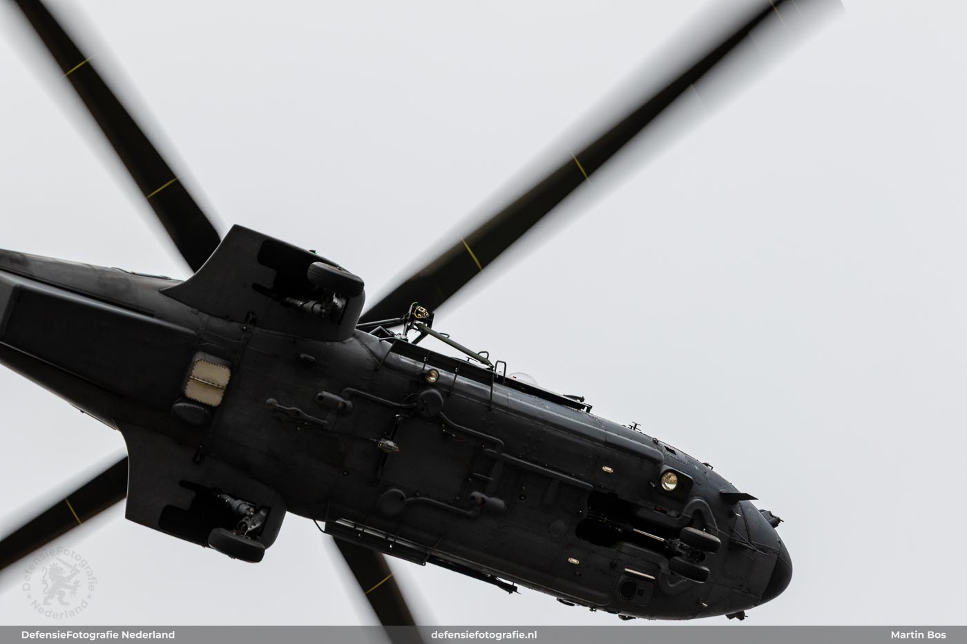 Cougar
