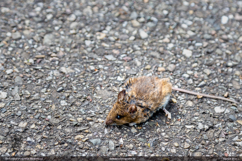 Dode muis